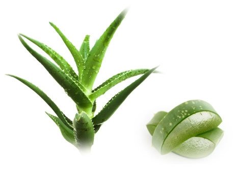 1804-1245169725-aloe-vera---465fx349f
