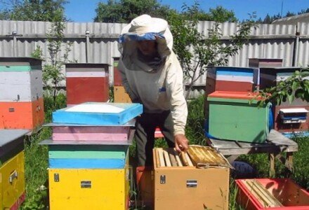 Как закормить пчел в зиму: полезные советы для каждого пчеловода