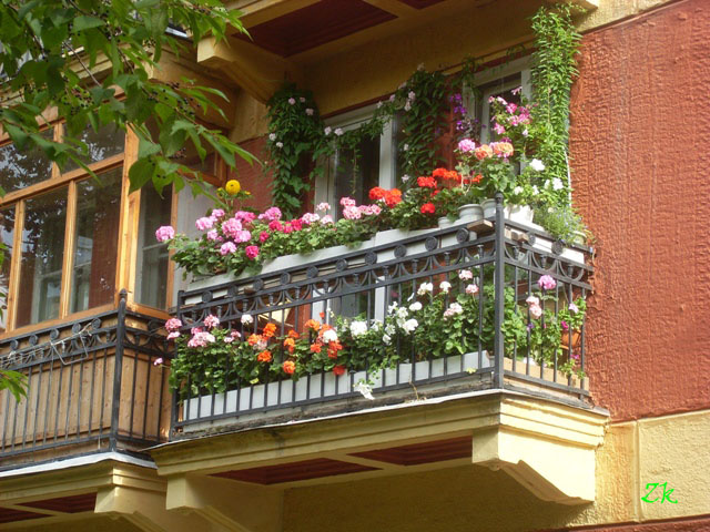 geran_na_balkone_____