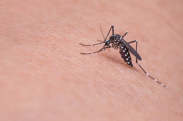как избавиться от комаров 