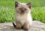 5 самых красивых пород котов в мире: выбери себе домашнего любимца