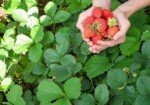 Когда осенью пересаживать ягоды: узнайте невероятно полезные советы
