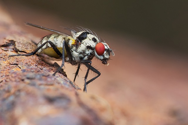 почему мухи осенью начинают кусаться