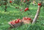 Что посадить осенью: 8 главных фруктовых деревьев и кустарников