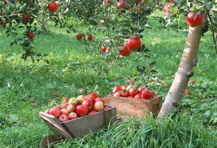 Что посадить осенью: 8 главных фруктовых деревьев и кустарников
