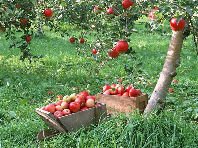 Что посадить осенью: 8 главных фруктовых деревьев и кустарников