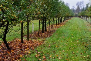 Как правильно посадить осенью фруктовые деревья: узнайте все важные рекомендации