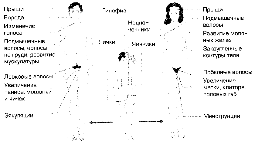 Признаки полового созревания у девочек