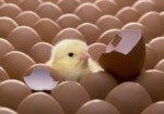 Клетки для несушек своими руками: мы покажем, что сделать это очень просто