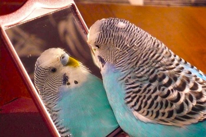 сделать клетку для попугаев своими руками