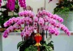 Какие цветы цветут круглый год: сделайте приятную покупку для дома
