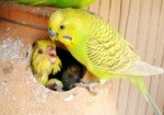 Клетка для попугая своими руками: оказывается, что сделать ее легко и самому