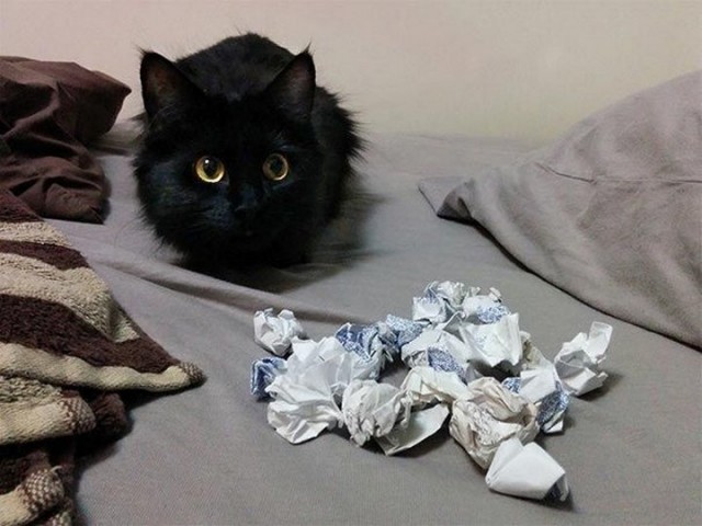 Скомканная бумага для кота