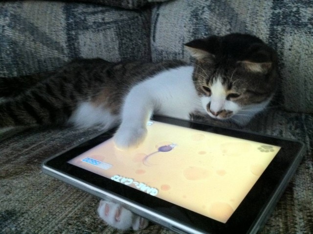 игры на планшете для котов