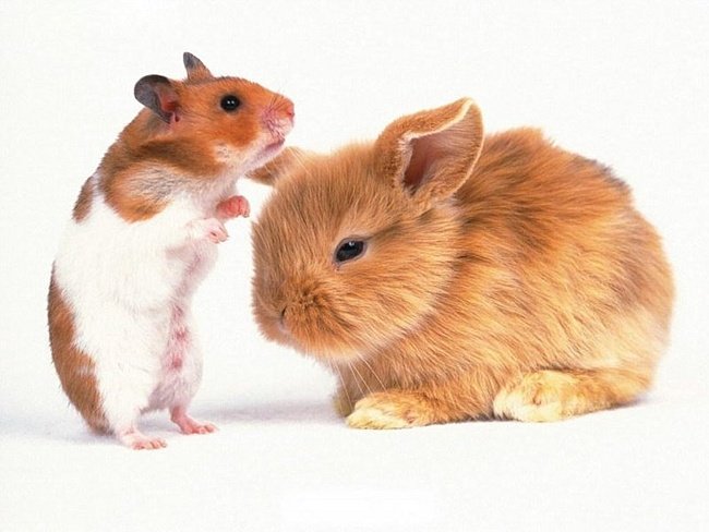 какое животное купить ребенку