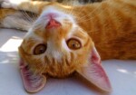 А вы видели 25 вещей, от которых ваша кошка будет в восторге?