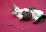 Посмотрите 15 игрушек для котов, которые можно сделать своими руками!