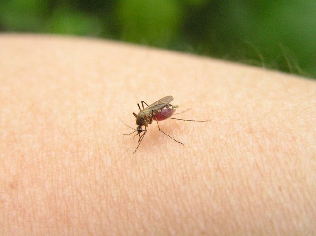оказание помощи при укусе насекомых