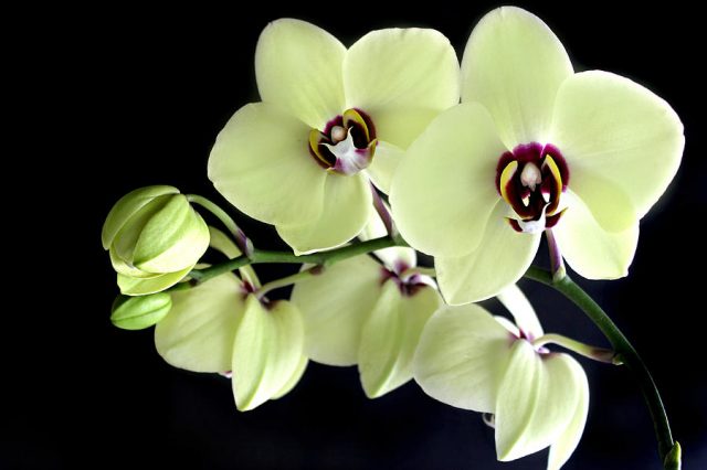 почему у орхидеи вянут листья