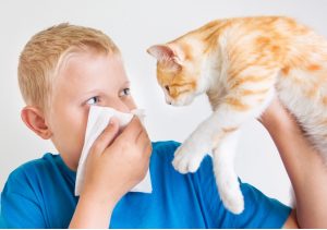 Узнайте, какого кота, собаку или другое животное завести при аллергии!