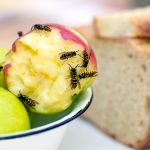 Что нужно знать про укусы насекомых: советы экспертов на лето