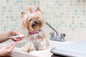 Как правильно чистить зубы собаке: основная информация для собачников