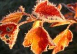 Первые Осенние Заморозки: Чего Нужно Бояться Дачнику?