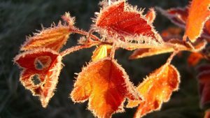 Первые Осенние Заморозки: Чего Нужно Бояться Дачнику?
