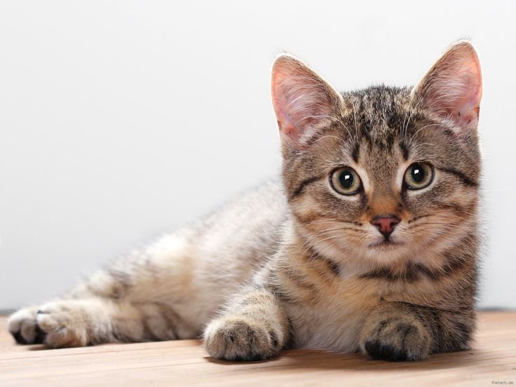 Какое имя выбрать для кота
