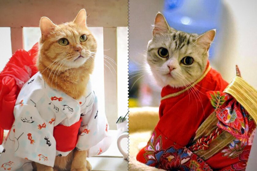 Какое имя выбрать для кота