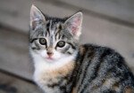 Какое имя выбрать для кота: примеры и рекомендации