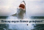 Почему акулы боятся дельфинов?