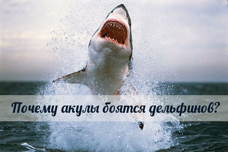 Почему акулы боятся дельфинов?