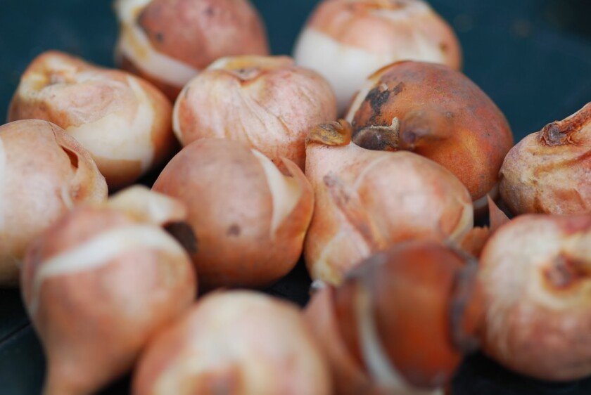 tulip-bulbs