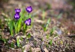 Лунный календарь цветовода на 2017 год: разбираемся в тонкостях