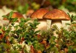 Почему грибы выделили в самостоятельное царство?