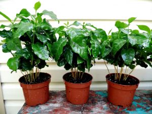 Как вырастить кофейное дерево дома: от росточка до чашки напитка