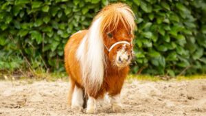 Пумукель: маленький конь с большим сердцем