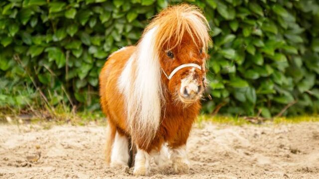 Пумукель: маленький конь с большим сердцем