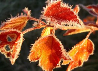 Первые Осенние Заморозки: Чего Нужно Бояться Дачнику?