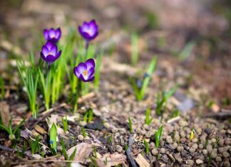 Лунный календарь цветовода на 2017 год: разбираемся в тонкостях