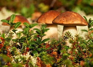 Почему грибы выделили в самостоятельное царство?