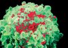 Внезапные прорывы в поиске вакцины от ВИЧ
