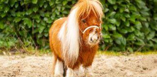 Пумукель: маленький конь с большим сердцем