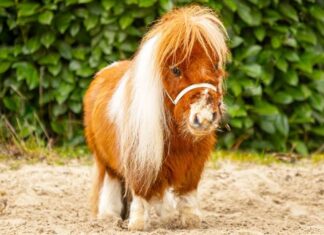 Пумукель: маленький конь с большим сердцем