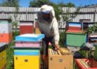 Как закормить пчел в зиму: полезные советы для каждого пчеловода