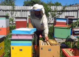 Как закормить пчел в зиму: полезные советы для каждого пчеловода