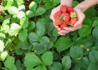 Когда осенью пересаживать ягоды: узнайте невероятно полезные советы