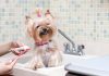 Как правильно чистить зубы собаке: основная информация для собачников
