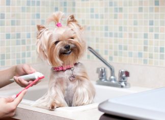 Как правильно чистить зубы собаке: основная информация для собачников